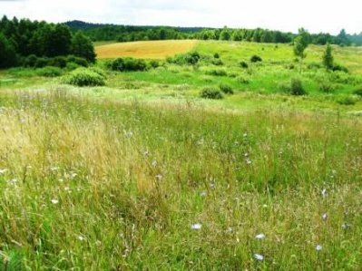 Widok z działki