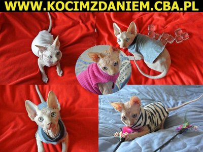 Sfinksy Kanadyjskie Śliczne kocięta Kocim Zdaniem *PL